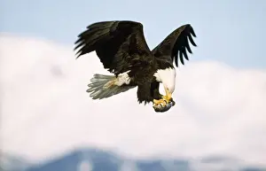 Bald Eagle In Flight Drucke: Bald Eagle - in flight with prey in claws
