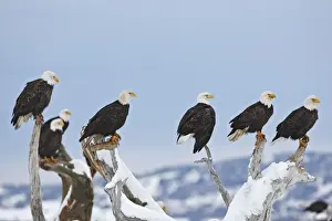 Balsäher – Gruppe sitzt auf Zweigen, Homerschwan – Halbinsel Kenai – Alaska (USA)
