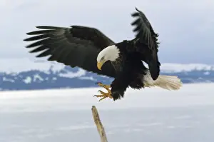 Bald Eagle In Flight Drucke: Bald Eagle - landing