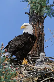 Tom Leeson Photography Drucke: Bald Eagle - At nest with young eaglets
