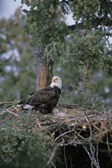 Bald Eagle Nest Drucke: Bald eagle - At nest with young eaglets May Western N. A