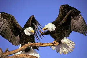 Drucke von TOM-698 Adler - Streiten um Sitz Alaska, USA Haliaeetus leucocephalus von Tom und Pat Leeson Bitte beachten Sie Leucocephalus Drucke: Bald Eulen streiten um Stuhl BE5571