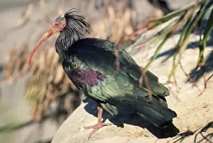 Unique Wildlife Photography Prints Drucke: Bald / Waldrapp's Ibis