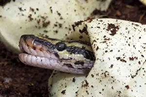 Ballschlange (Python regius) - Gefängnisbeobachtung aus dem Ei - Heimat ist Afrika