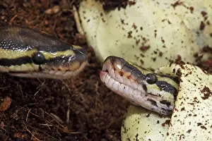 Drucke von KAN-3928 Ballpython - Gefangener Hüttchen aus Ei Ursprünglich aus Afrika ist der Python regius von John Cancalosi Python Drucke: Ball python (Python regius) - Gefangenschaftsauftausch aus Ei - Heimat ist Afrika