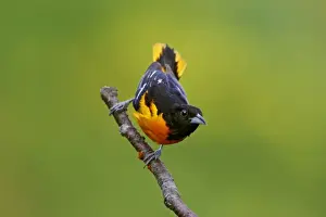 Personal Use Bird Photos Drucke: Baltimore Oriole