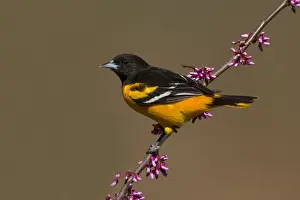 Jim Zipp Wildlife Photography Drucke: Baltimore Oriole
