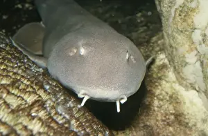 Marine Life Prints For Sale Drucke: Bamboo Shark