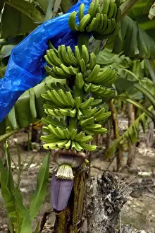 Tropical Fruit Plants Drucke: Banana Tree - This bunch of bananas has almost reached the development stage to require bagging