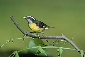 Unique Home Decor Items Drucke: Bananaquit