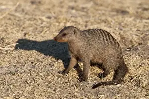 African Wildlife Prints For Sale Drucke: Banded Mongoose - sitting down - Namibia