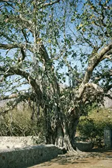 Ardea Wildlife Prints Drucke: Banyan Tree