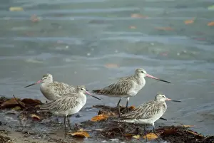 Bar Tailed Godwit Drucke: Bar-tailed Godwit