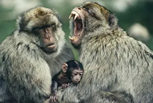 Jean Paul Ferrero Photography Drucke: Barbary Apes - Males using newborn to avoid aggression between them