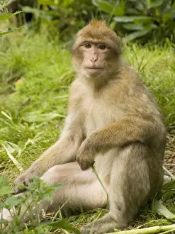 Primate Photography Prints Drucke: Barbary Macaque