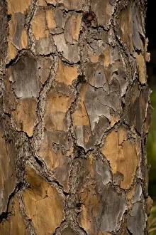 Close Up Tree Trunks Drucke: Bark of slash pine