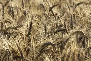 Hordeum Vulgare Images Drucke: Barley - in field