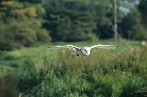 Chris Knights Photographer Drucke: Barn Owl