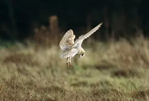 Chris Knights Photography Drucke: Barn Owl
