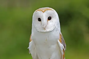 Weihenfeldvogel