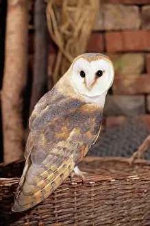 Drucke von Me-706 Fledermausvogel - auf Korb sitzt Im Stall Typo alba Johan De Meester Bitte beachten Sie, dass die Drucke nur für persönliche Anzeigezwecke gedacht sind und nicht reproduziert werden dürfen Schleiereule Drucke: Weihenfeld-Ühu - im Stall