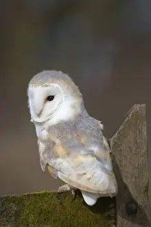 Barn Owl UK Drucke: Barn Owl - Cornwall - UK