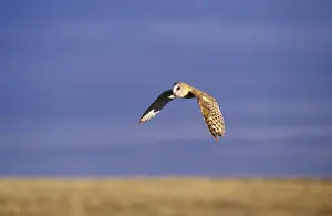 Barn Owl Images Drucke: Barn Owl CR908