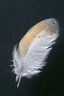 John Daniels Artwork Drucke: Barn Owl Feather