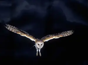 Weißwedelfügler - im Flug, bei Nacht