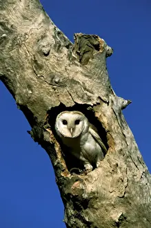 Australian Native Birds Images Drucke: Barn Owl - In tree hollow, note tether around right leg