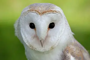 Drucke von MAB-1331 Barn Owle UK Tyto alba von Mark Boulton Beachten Sie, dass Drucke nur für persönliche Anzeigezwecke gedacht sind und je nach Fall nicht reproduziert werden dürfen Schleiereule Drucke: Weichsehbär owl, Vereinigtes Königreich