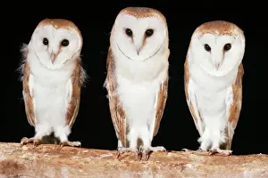 Weihenfeldvögel