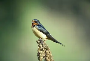 Wildlife UK Birds Drucke: Barn Swallow - on perch - UK