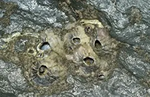 Marine Life Prints For Sale Drucke: Barnacles