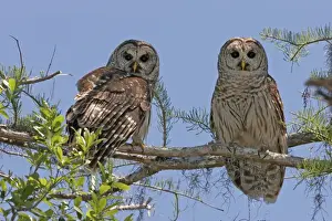 Jim Zipp Photography Prints Drucke: Barred Owl