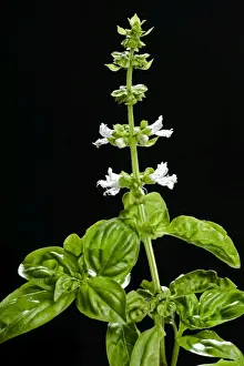 Plain Background Photos Drucke: Basil - in flower