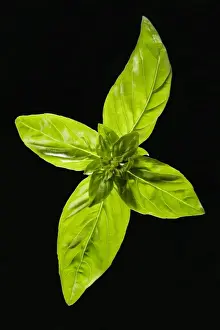 Edible Plants Drucke: Basil - leaves
