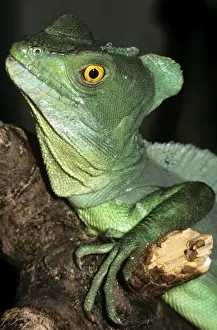 Wildlife Reptiles Drucke: Basilisk