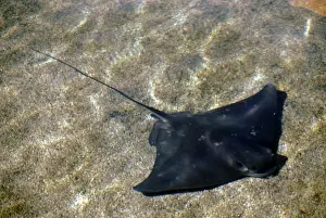 Fledermaus