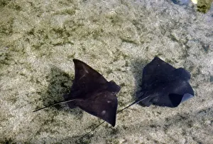 Gerahmter Druck : Fledermaus
