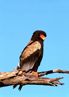 Southern Africa Wildlife Drucke: The Bateleur Eagle - Botswana