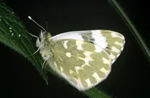 Bath White Butterfly Pictures Drucke: Bath White Butterfly