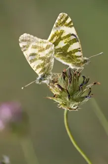 Duncan Usher Photographer Drucke: Bath White Butterfly - couple copulating