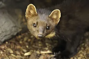 Baummarder