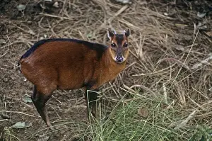 African Antelope Images Drucke: Bay Duiker