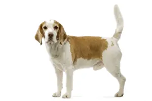 Beagle Dog Breed Drucke: Beagle