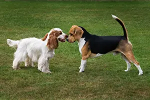 Drucke von Me-1965 Hund - Beagle und Englischer Kockschwein spielt Johan De Meester Bitte beachten Sie, dass Drucke nur für persönliche Anzeigezwecke gedacht sind und nicht reproduziert werden dürfen Spaniel Cocker Drucke: Vögel und Englische Kockerspanielle spielen