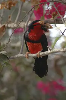 Personal Use Bird Prints Only Drucke: Bearded barbet