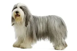 Jean Michel Labat Photography Drucke: Bearded Collie