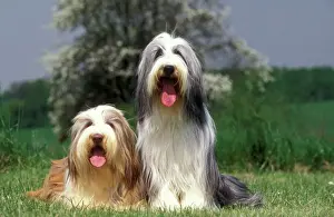 Jean Michel Labat Photography Drucke: Bearded collie - two